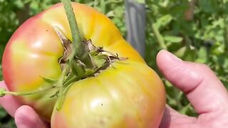 Make a tomato Sandwich with me