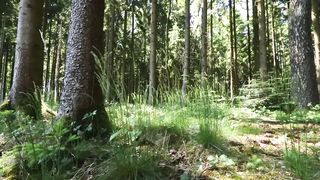 ASMR Binaural Forest Nature