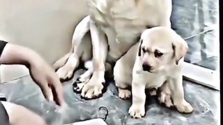 Mom love 5