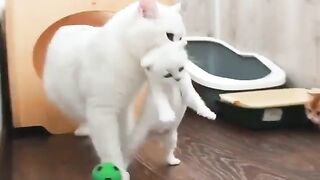 cat funy videos