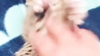 cat funyy videos