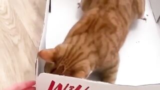 cat funyy videos 2