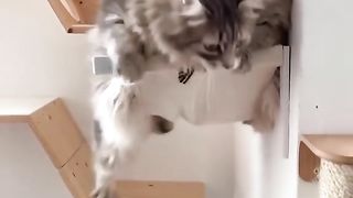Best Funny Animal Videos Of The 2023 9