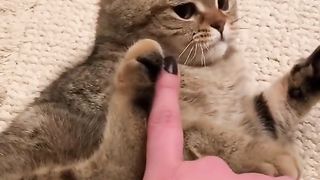 Best Funny Animal Videos Of The 2024
