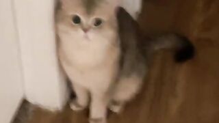 Best Funny Animal Videos Of The 2024 2