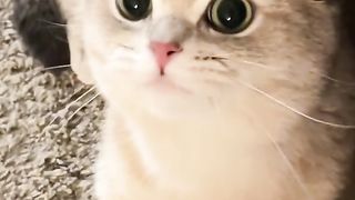 Best Funny Animal Videos Of The 2024 3