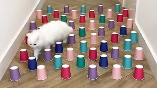 Best Funny Animal Videos Of The 2024 4