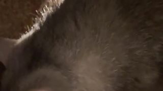Best Funny Animal Videos Of The 2024 7