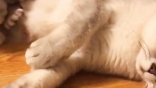 Best Funny Animal Videos Of The 2024 8