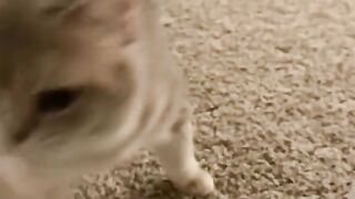 Best Funny Animal Videos Of The 2024 9
