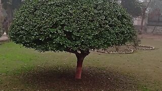 Well crafted tree ????