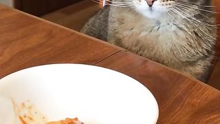 Best Funny Animal Videos Of The 2024 13