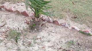 Cute tiny tree ????