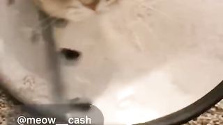 Best Funny Animal Videos Of The 2024 14