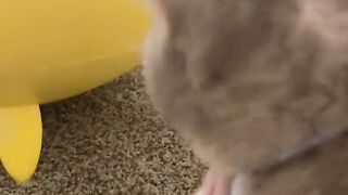 Best Funny Animal Videos Of The 2024 15