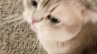 Best Funny Animal Videos Of The 2024 16