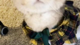 Best Funny Animal Videos Of The 2024 17