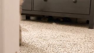 Best Funny Animal Videos Of The 2024 18
