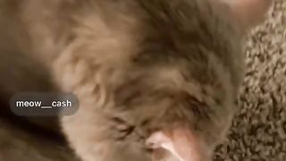 Best Funny Animal Videos Of The 2024 19