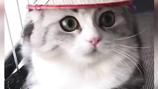 Best Funny Animal Videos Of The 2024 20