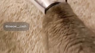 Best Funny Animal Videos Of The 2024 21