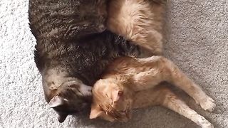 Best Funny Animal Videos Of The 2024 24