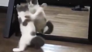 Best Funny Animal Videos Of The 2024 22