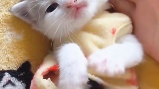 Best Funny Animal Videos Of The 2024 25