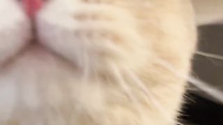 Best Funny Animal Videos Of The 2024 26