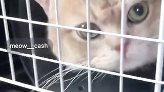Best Funny Animal Videos Of The 2024 23