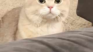 Best Funny Animal Videos Of The 2024 27
