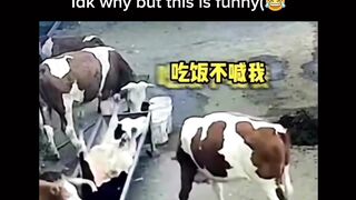 Это ваши разборки