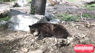 BEARS | BEAR BEAUTY|BEAR GROWTH|BEAR LIFE|BEAR HUNT| WHIE BEARS
