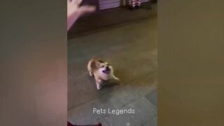 Funny animal| Cats and dogs | part 1