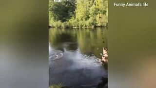 Funny animal | Cats and dogs | part 2