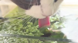 Naughty Cat 5