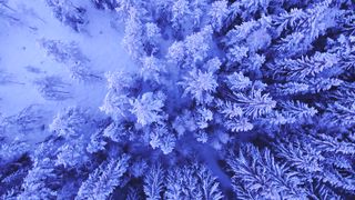"Silent Snowfall: A Tranquil Journey Through Winter's Beauty"