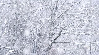 "Snowbound Serendipity: A Wintry Expedition"