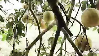 Amezing_fruit_Cutting_with_Tom_????_Jerry__Rithvi_Kavi_????????_#shorts(360p).