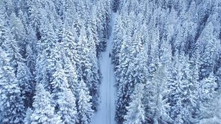 "Frozen Dreams: Discovering Beauty in Winter's Embrace"