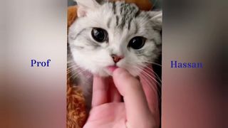 Look small cat cute