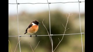 Aves Portuguesas - [Canto e Imagens] - Identificação das aves na descrição