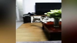 New Funny Videos 2024 ???? Cutest Cats and Dogs ????????