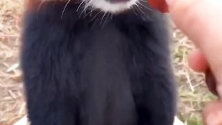 Funny animals dog||how to dog video