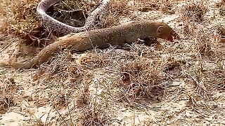 Nevla vs king cobra