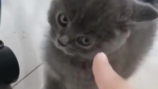 Cat lover 5