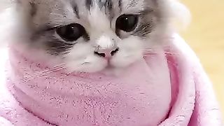 When_cat_know_how_to_dance❤️????_#shorts_#funny_#viral(360p).
