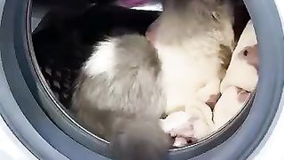 OMG !!_S'il vous plaît_sauve_moi !!????????_#shorts_#funny_#viral (360p).