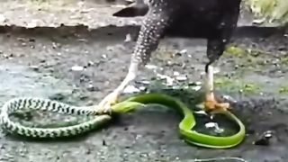 Quando a águia é atacada por um serpente