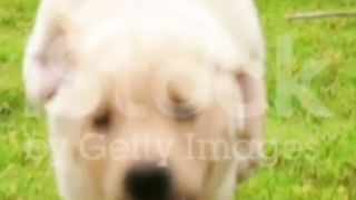 Funny little puppy ☺️☺️